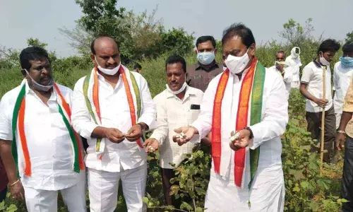 Senior Congress leader Mohammed Ali Shabbir examining damaged cotton crop in Narsingi mandal on Tuesday