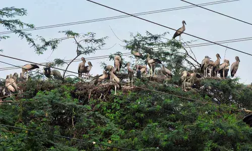 Winged guests keep their appointment with Punyakshetram