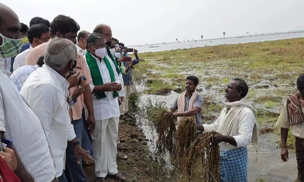 Farmers showing damaged paddy crop
