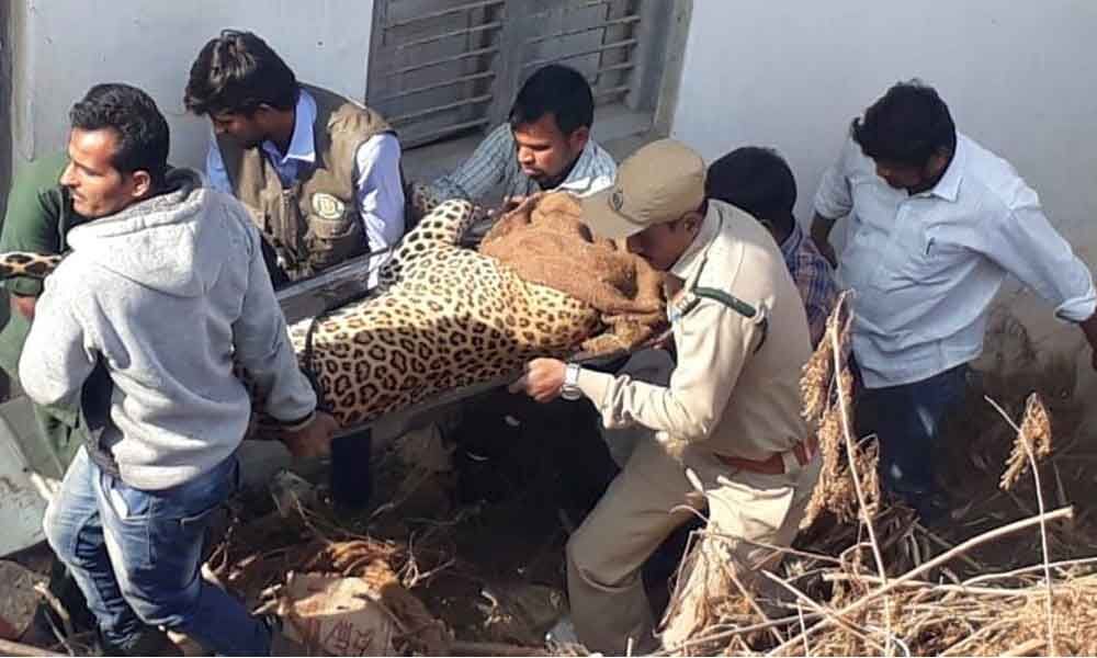 Hyderabad: Four rescue operations by zoo staff this year