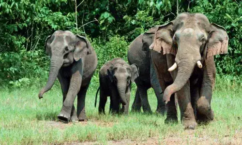 Bomb eaters of Kerala