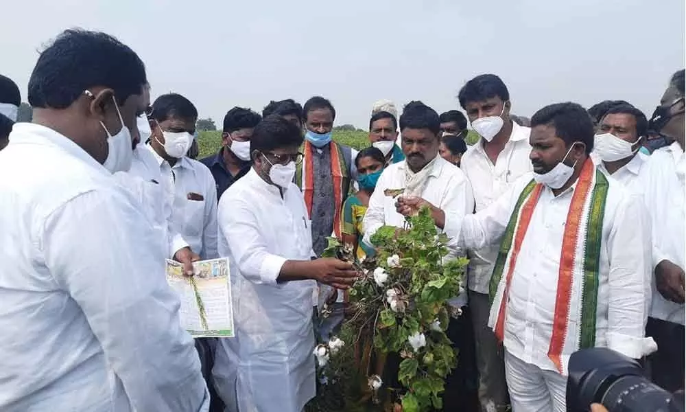 CLP leader Mallu Bhatti Vikramarka and Congress leaders inspecting the damaged cotton crop in Ramakrishnapuram village on Tuesady