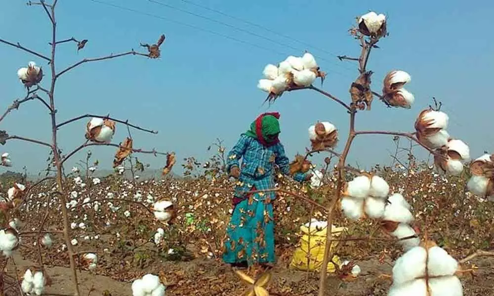 CCI begins cotton buying