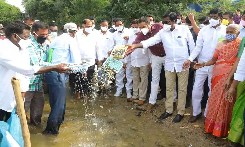 Transport Minister Puvvada Ajay Kumar releasing fish seeds in Palair reservoir in Khammam district on Thursday