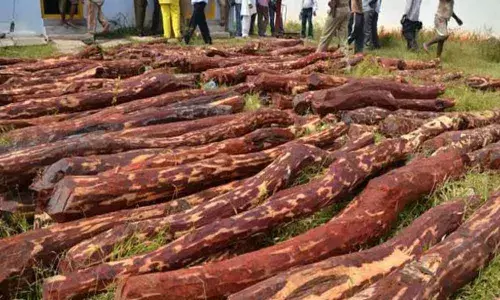 Kadapa: Police arrests Inter-State red sander smuggler in Bangalore