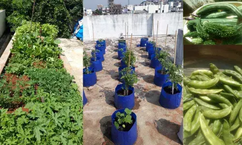 Rooftop farming trending in city