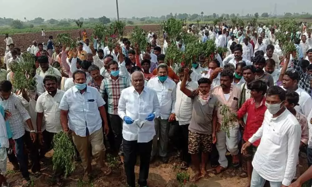 TDP Kodumuru constituency in-charge D Vishnuvardhan Reddy inspecting the burnt chilli crop at Gundrevula village in C Belagal mandal on Sunday