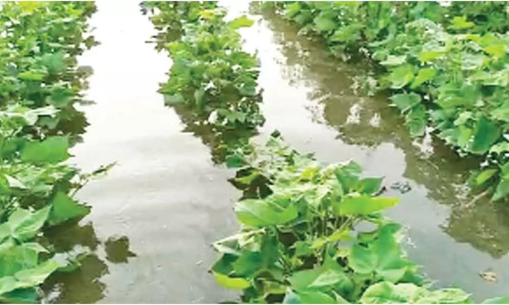 Cotton gardens inundated due to the recent floods in Pedakurapadu mandal of Guntur district