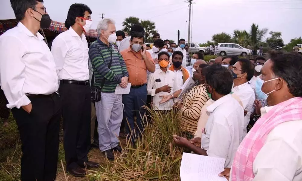Inspecting damage to paddy crop