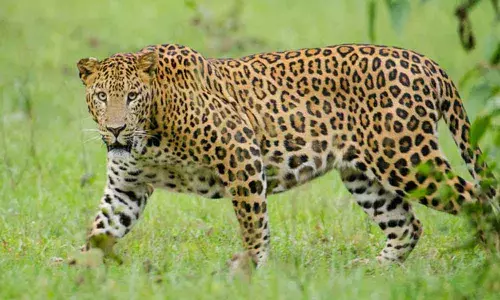 leopard