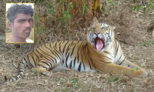 Tribal killed in tiger attack in Asifabad