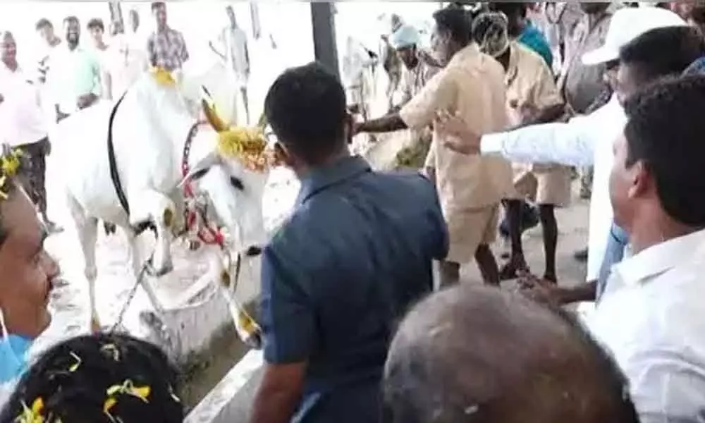 Minister Appalaraju narrowly escaped a major accident on Wednesday after cow tried to attack him.