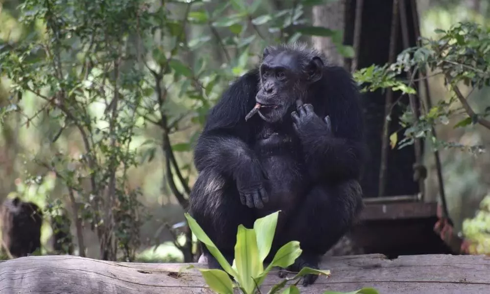 Chimpanzee dies at 35 in zoo
