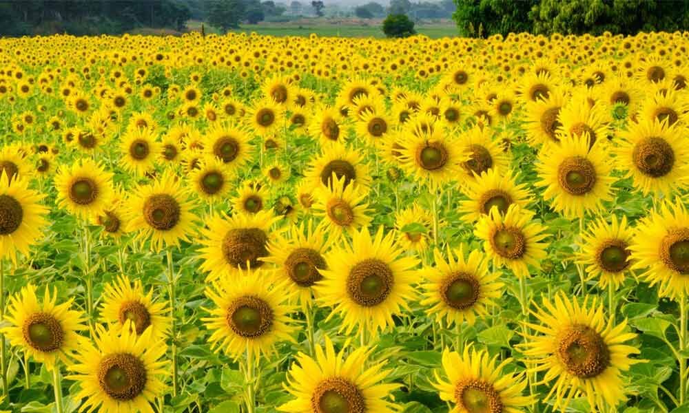 Indian sunflowers from Bengaluru bloom in Uganda