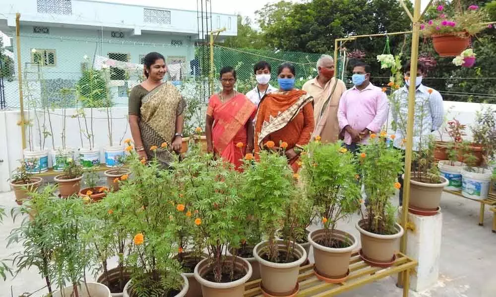 GMC Commissioner Challa Anuradha examining roof garden in Guntur on Thursday