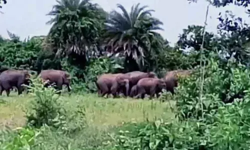Vizianagaram district residents are in panic with a series of attacks by elephants.
