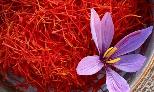 Kashmiri saffron
