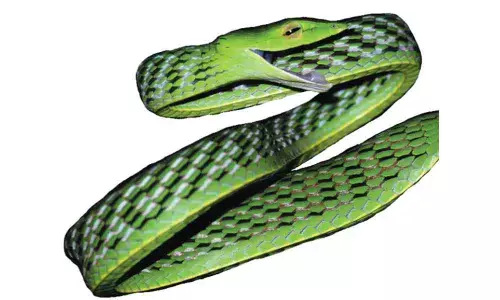 Researchers find five new species of vine snakes