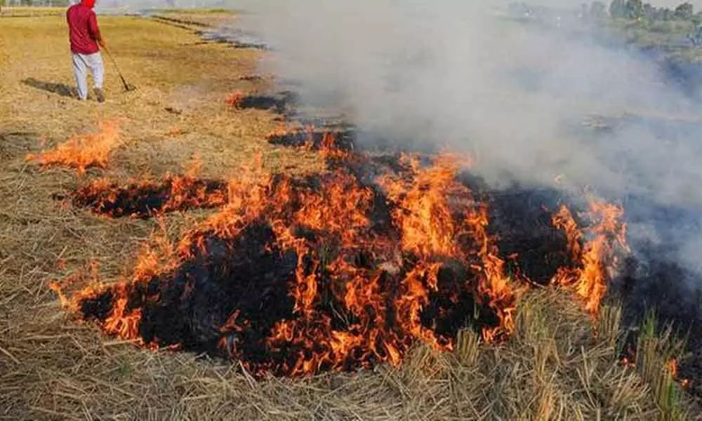 Stubble burning: Maximum cases in Punjab; anger over farm bills among major reasons