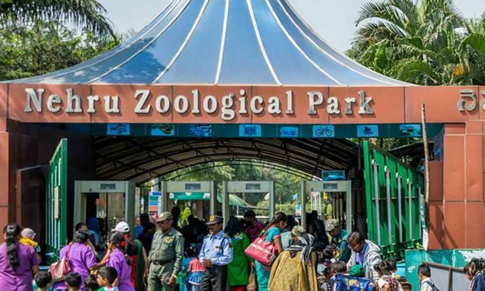 nehru zoological park safari fee