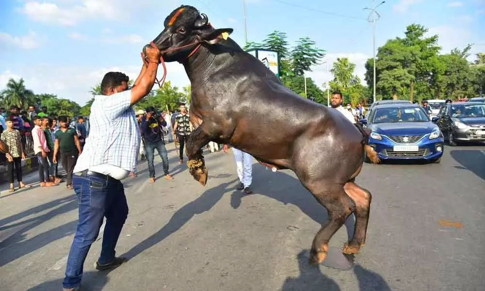 Sartaj, a Haryana bull standing 6.5 feet and weighing 1,600 kg, will be a star attraction at the ‘Sadar’ festival.  Photo: Adula Krishna