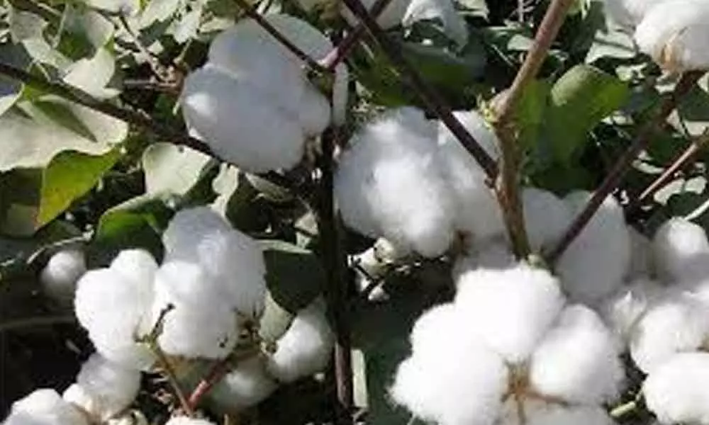 Cotton growers in crisis due to unseasonable rains, pest attack