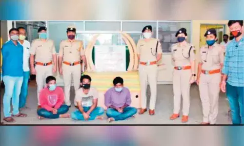Three arrested for trying to sell elephant tusks