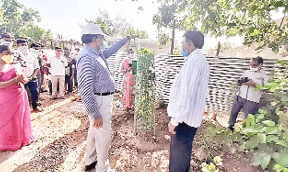 District Collector Dr MV Reddy inspecting Haritha Haram plants at Mulkalpally village (File Photo)