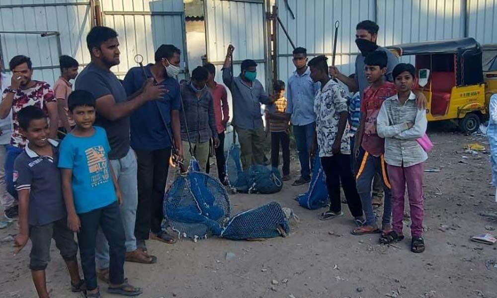 GHMC addresses stray dog menace