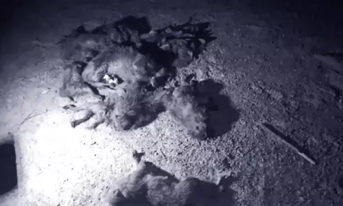 Telangana: 70 monkeys killed in Mahabubabad