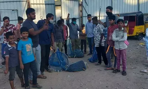 GHMC addresses stray dog menace