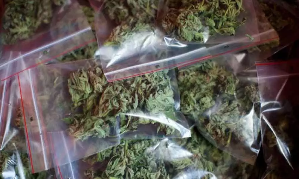 Two held with 2.50 kg of cannabis in Uttar Pradeshs Greater Noida