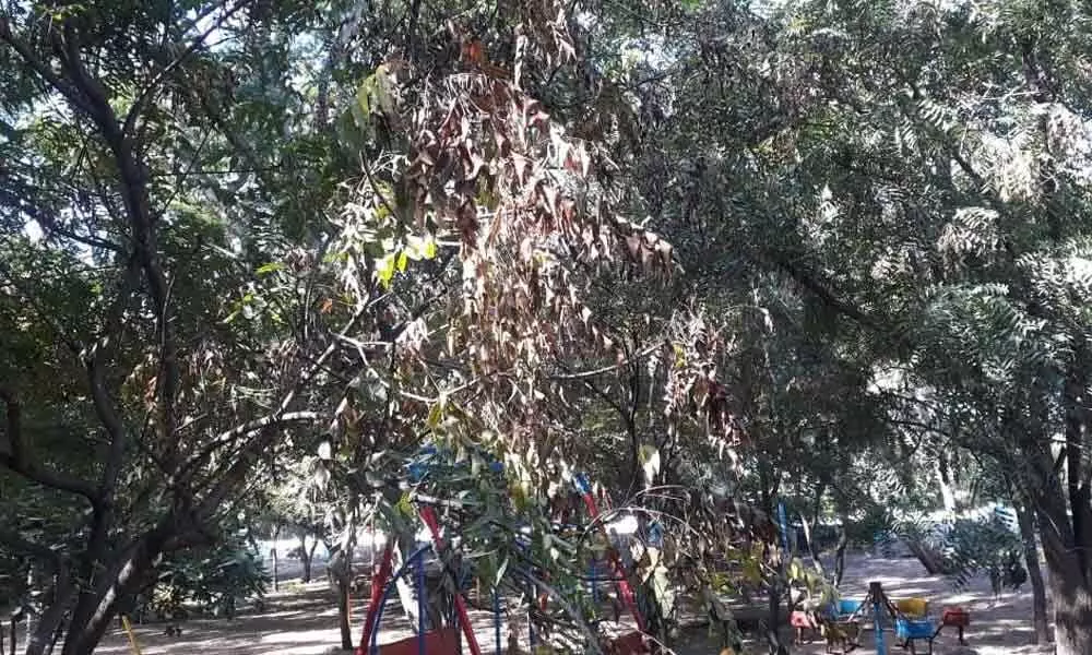 ‘Dieback’ disease plagues neem trees in Rayalaseema