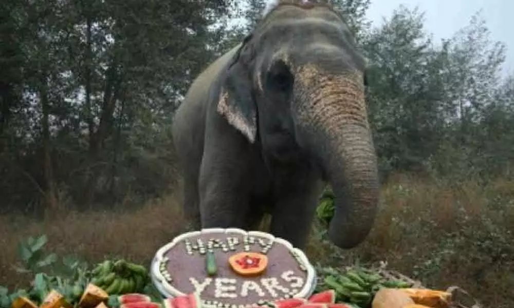 Rescued elephants celebrate decade of freedom at care centre