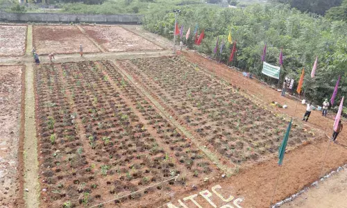 Second phase Miyawaki beds ready for plantation at Oxidation Pond area of NTPC Ramagundam