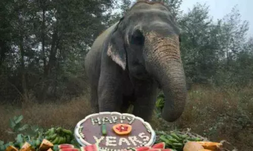 Rescued elephants celebrate decade of freedom at care centre