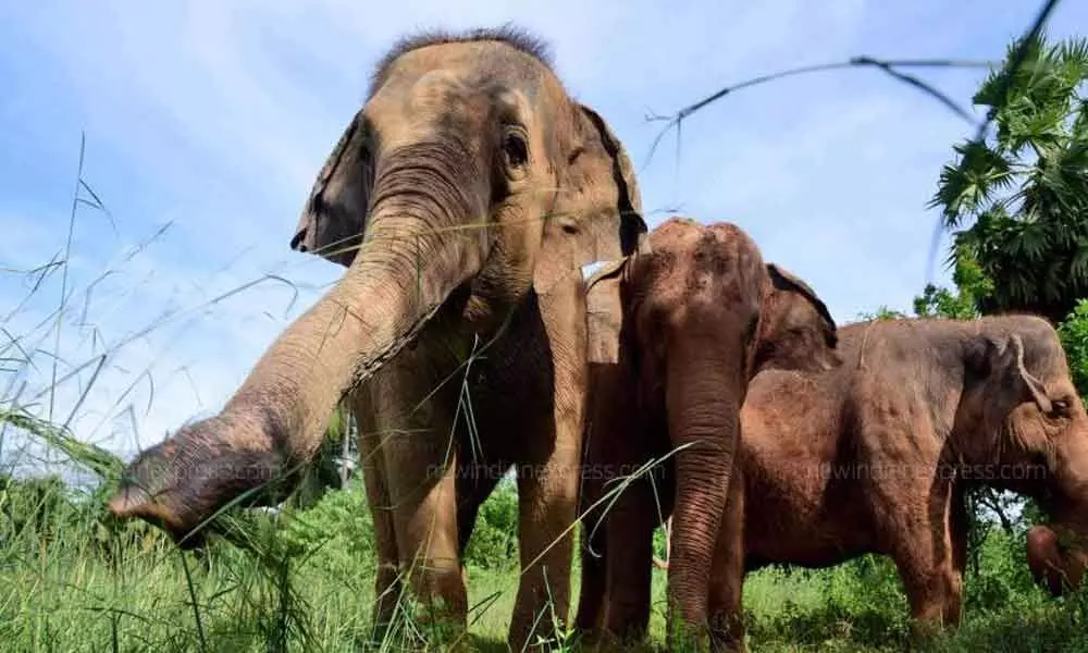 Woman killed in elephant attack in Tamil Nadu