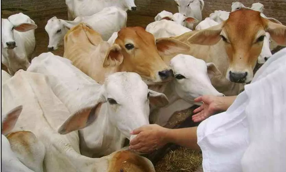 HP collected Rs 8 cr as cow cess, rehabilitated 15,177 cattle