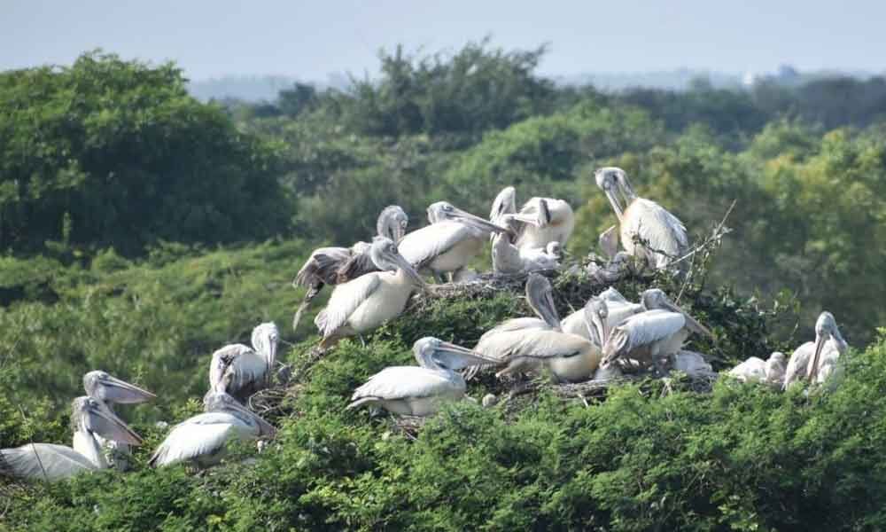 Nellore: Rains advance visit of winged guests