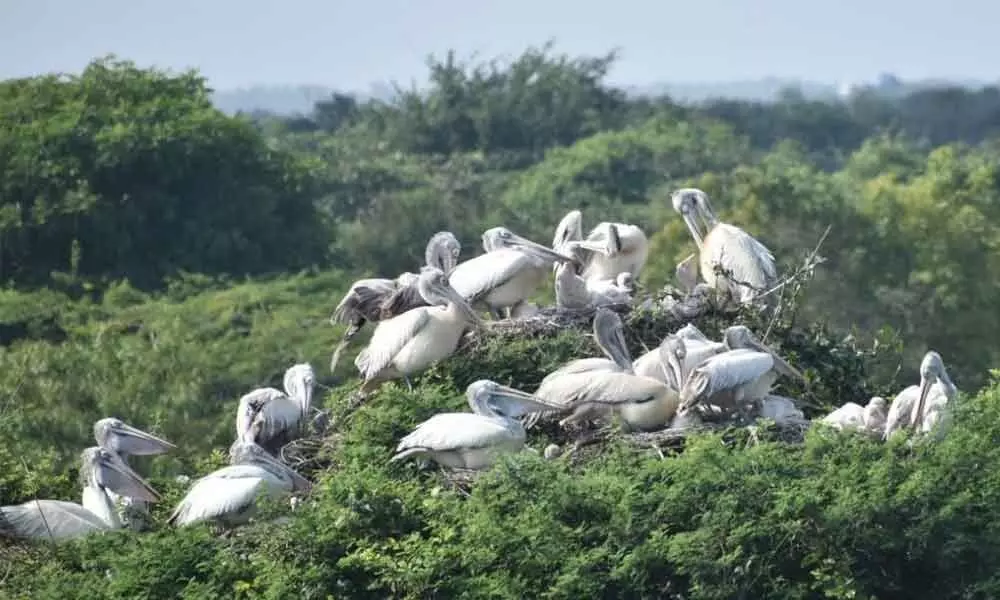 Rains advance visit of winged guests