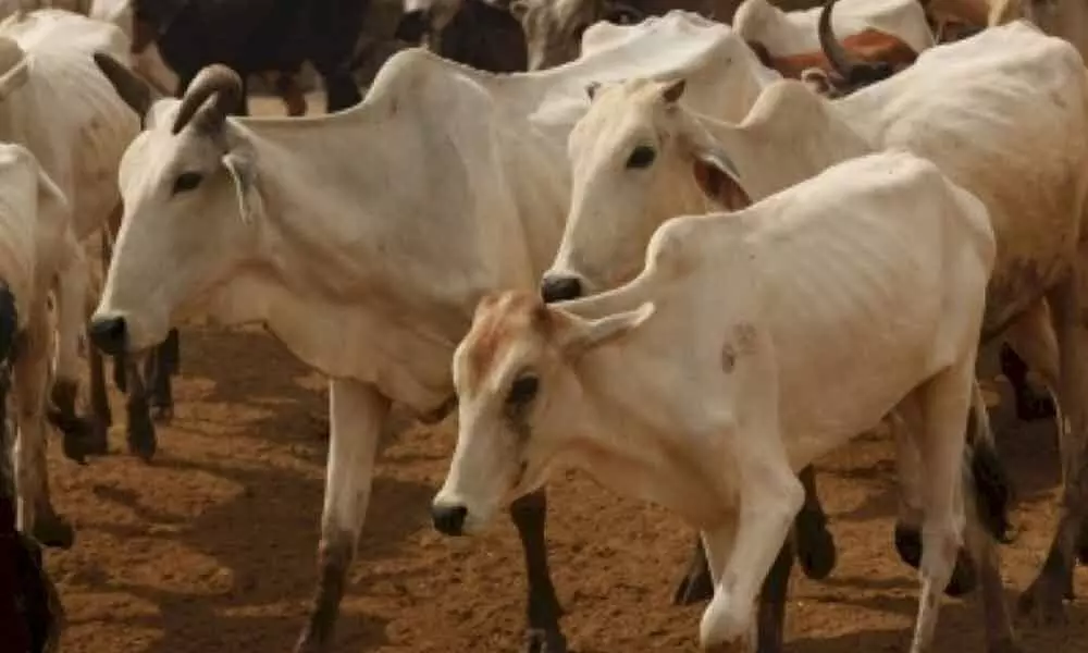 Goa BJP steers clear of cow slaughter ban controversy in Karnataka