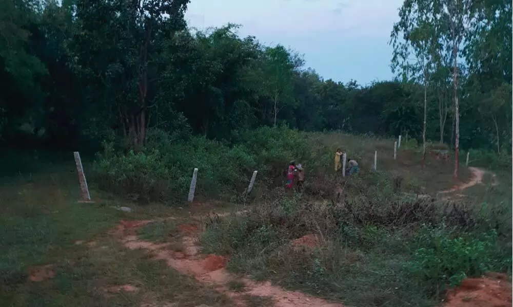 Encroachers erect stone pillars on forest land; officials to act