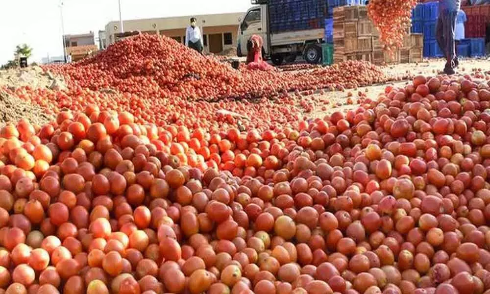Chittoor farmers in worry over Nivar cyclone effect on Paddy and Tomato crops