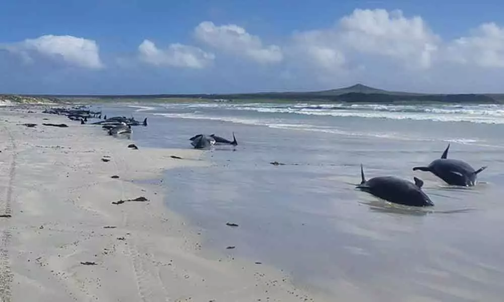 Nearly 100 Whales Dead In New Zealand After Mass Stranding