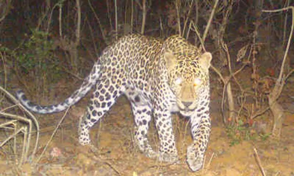 Leopard