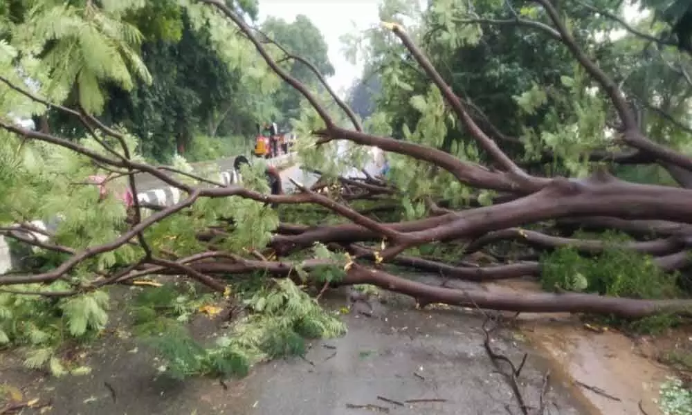 A tree uprooted on Chandra Giri Tirupati road