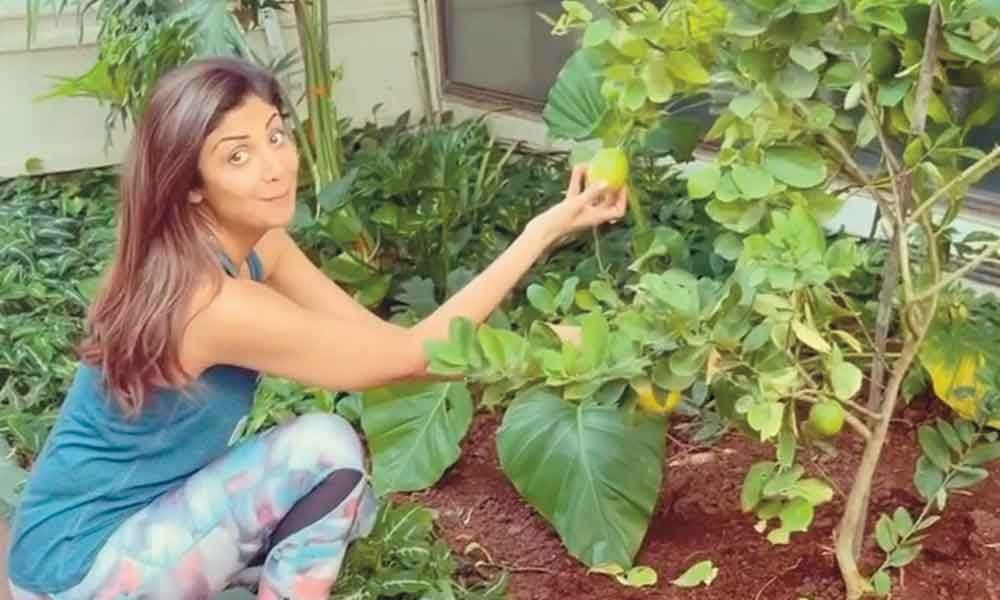 Shilpa Shetty's kitchen garden gives fans food for thought