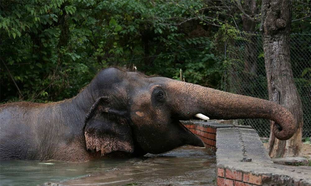 Pakistan's lonely elephant serenaded one last time at farewell party