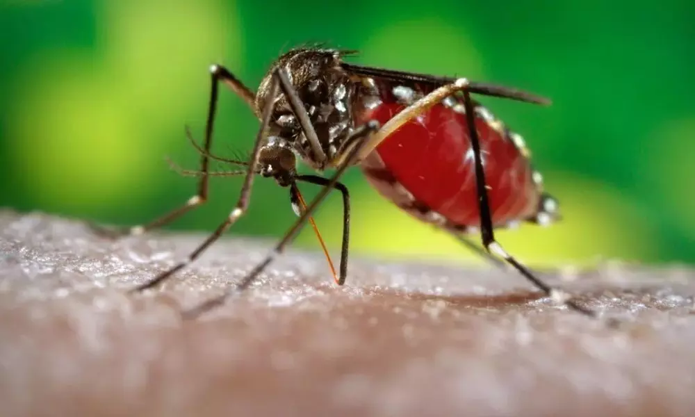 Beware of deadly diseases caused by mosquitoes