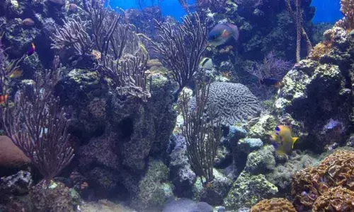 One-fifth of ecosystems in danger of collapse